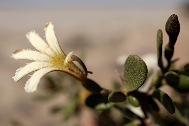 APII jpeg image of Scaevola spinescens  © contact APII