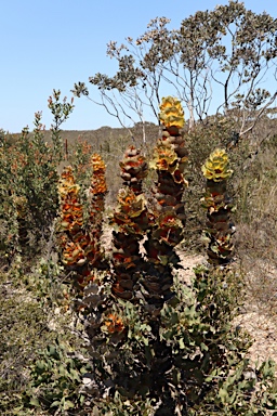 APII jpeg image of Hakea victoria  © contact APII