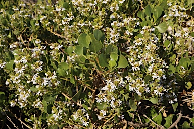 APII jpeg image of Scaevola crassifolia  © contact APII