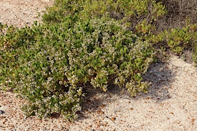 APII jpeg image of Scaevola crassifolia  © contact APII