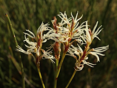 APII jpeg image of Conospermum teretifolium  © contact APII