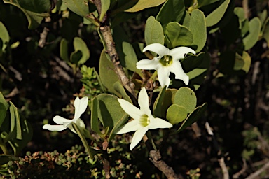 APII jpeg image of Anthocercis viscosa subsp. viscosa  © contact APII