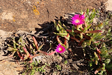 APII jpeg image of Carpobrotus modestus  © contact APII