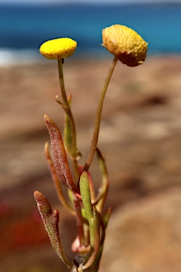 APII jpeg image of Cotula coronopifolia  © contact APII