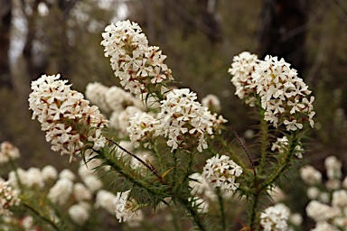 APII jpeg image of Sphenotoma dracophylloides  © contact APII