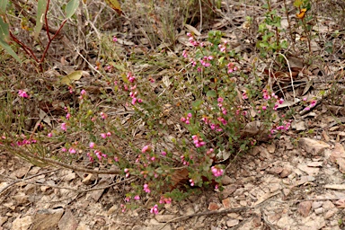 APII jpeg image of Hypocalymma speciosum  © contact APII