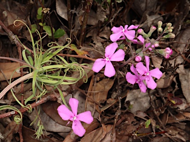 APII jpeg image of Stylidium scandens  © contact APII