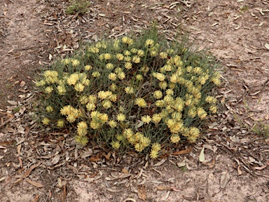 APII jpeg image of Petrophile longifolia  © contact APII