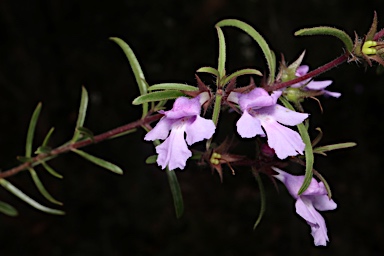 APII jpeg image of Hemigenia humilis  © contact APII