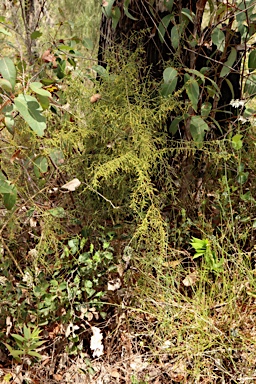 APII jpeg image of Leptomeria squarrulosa  © contact APII