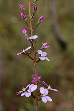 APII jpeg image of Stylidium amoenum  © contact APII