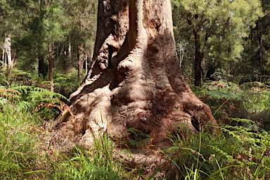 APII jpeg image of Eucalyptus jacksonii  © contact APII