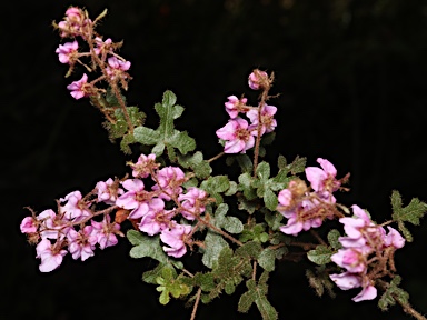 APII jpeg image of Thomasia sp. Vasse (C.Wilkins & K.Shepherd CW581)  © contact APII