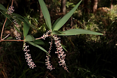 APII jpeg image of Leucopogon verticillatus  © contact APII