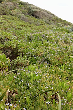 APII jpeg image of Scaevola nitida  © contact APII