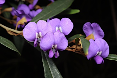 APII jpeg image of Hovea elliptica  © contact APII