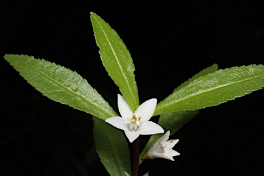 APII jpeg image of Crowea angustifolia var. platyphylla  © contact APII