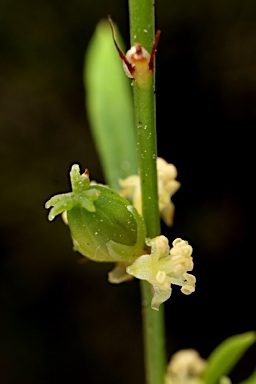 APII jpeg image of Amperea ericoides  © contact APII
