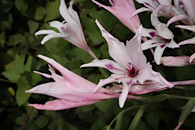 APII jpeg image of Gladiolus angustus  © contact APII