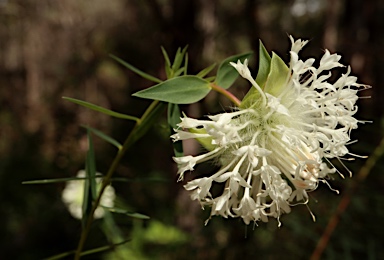 APII jpeg image of Pimelea spectabilis  © contact APII