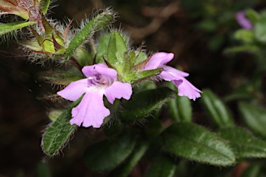 APII jpeg image of Hemigenia incana  © contact APII