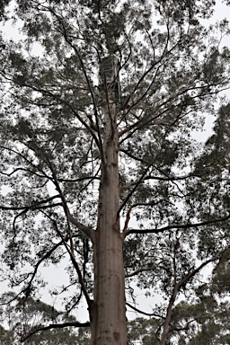 APII jpeg image of Eucalyptus diversicolor  © contact APII