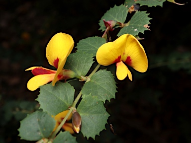 APII jpeg image of Bossiaea aquifolium subsp. laidlawiana  © contact APII