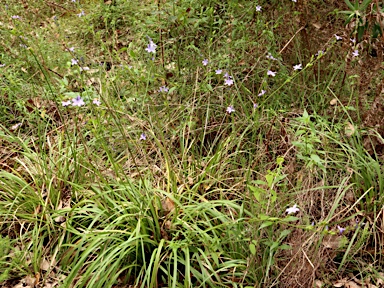 APII jpeg image of Orthrosanthus polystachyus  © contact APII