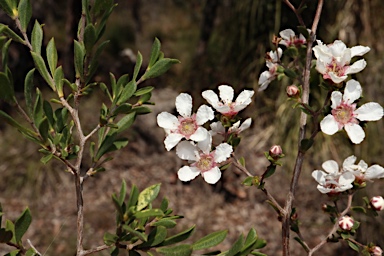 APII jpeg image of Pericalymma ellipticum var. floridum  © contact APII