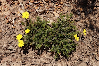 APII jpeg image of Hibbertia diamesogenos  © contact APII