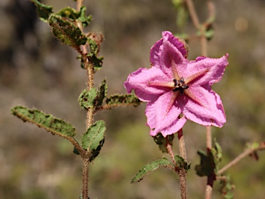 APII jpeg image of Thomasia grandiflora  © contact APII