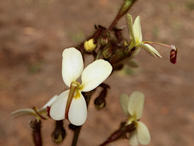 APII jpeg image of Stylidium ciliatum  © contact APII