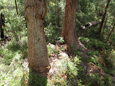 APII jpeg image of Eucalyptus jacksonii  © contact APII