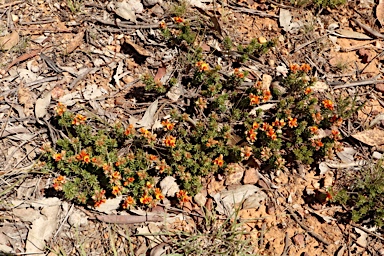 APII jpeg image of Pultenaea subspicata  © contact APII