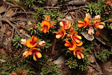 APII jpeg image of Pultenaea subspicata  © contact APII