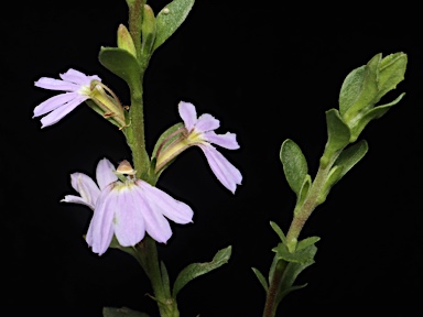 APII jpeg image of Scaevola albida  © contact APII