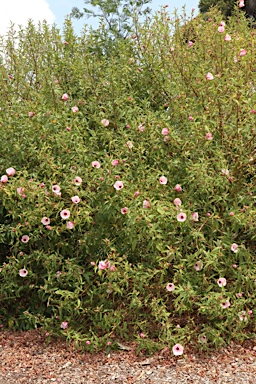 APII jpeg image of Hibiscus heterophyllus  © contact APII