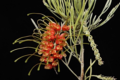 APII jpeg image of Grevillea stenomera  © contact APII