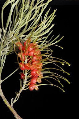 APII jpeg image of Grevillea stenomera  © contact APII