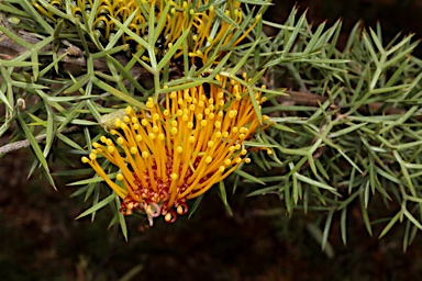 APII jpeg image of Grevillea spinosa  © contact APII