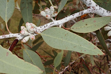 APII jpeg image of Eucalyptus clelandiorum  © contact APII