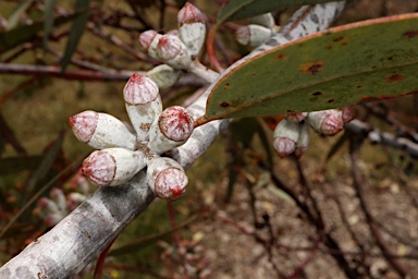 APII jpeg image of Eucalyptus clelandiorum  © contact APII