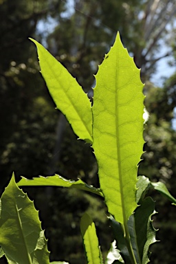 APII jpeg image of Corynocarpus rupestris subsp. rupestris  © contact APII