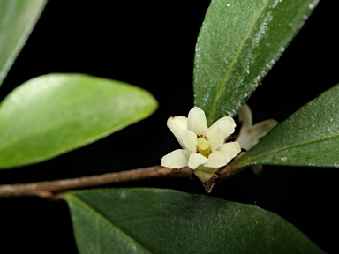 APII jpeg image of Pittosporum lancifolium  © contact APII