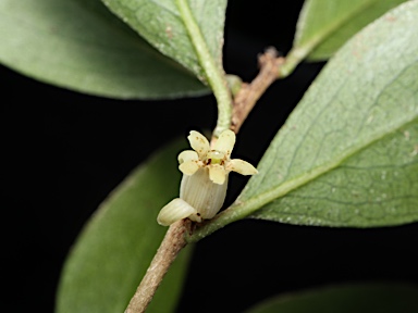 APII jpeg image of Pittosporum lancifolium  © contact APII