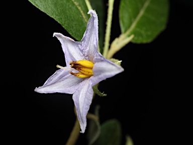 APII jpeg image of Solanum stelligerum  © contact APII