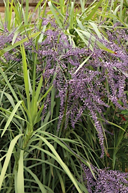 APII jpeg image of Cordyline stricta  © contact APII