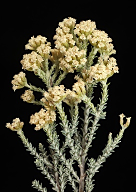 APII jpeg image of Ozothamnus x expansifolius  © contact APII