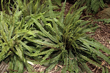 APII jpeg image of Blechnum fluviatile  © contact APII