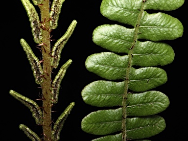 APII jpeg image of Blechnum fluviatile  © contact APII